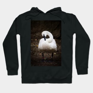 Elegant Swan Hoodie